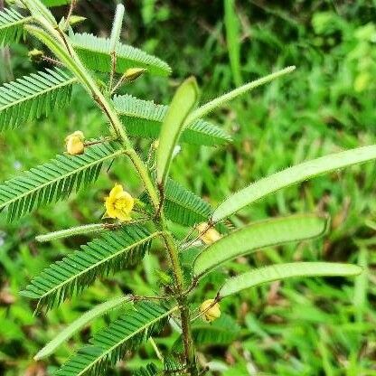 Chamaecrista nictitans Flower