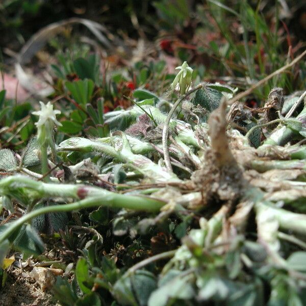 Trifolium subterraneum Vekstform