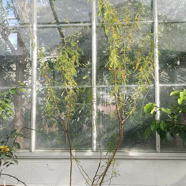 Acacia farnesiana Plante entière