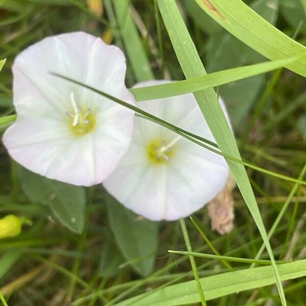 Convolvulus arvensis പുഷ്പം