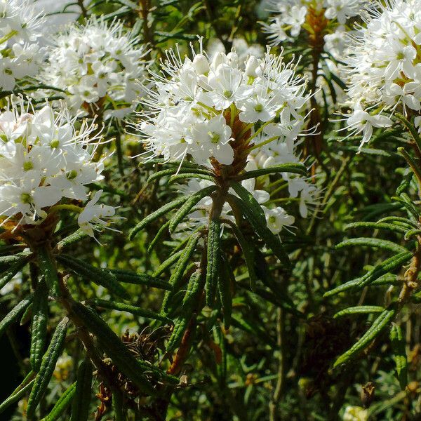 Rhododendron tomentosum Blad