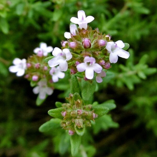 Thymus vulgaris Blüte