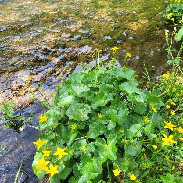 Caltha palustris Hábito