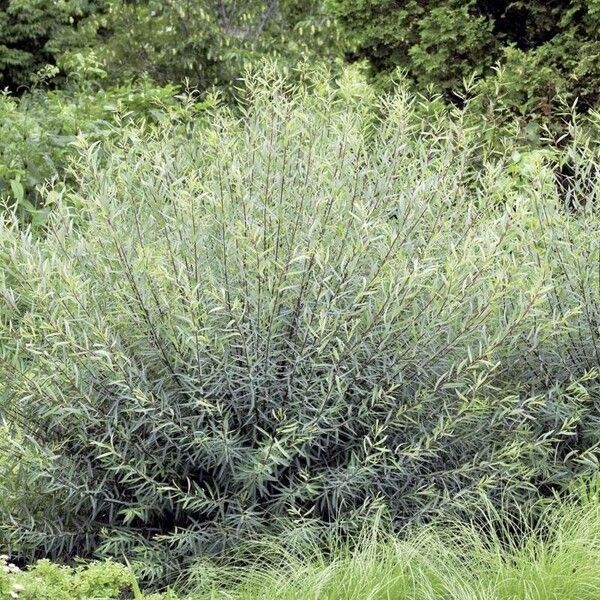 Salix purpurea Fulla