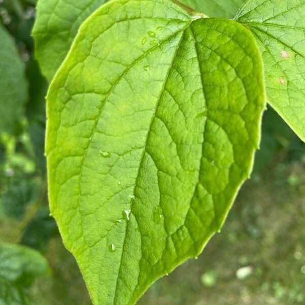 Philadelphus coronarius 葉