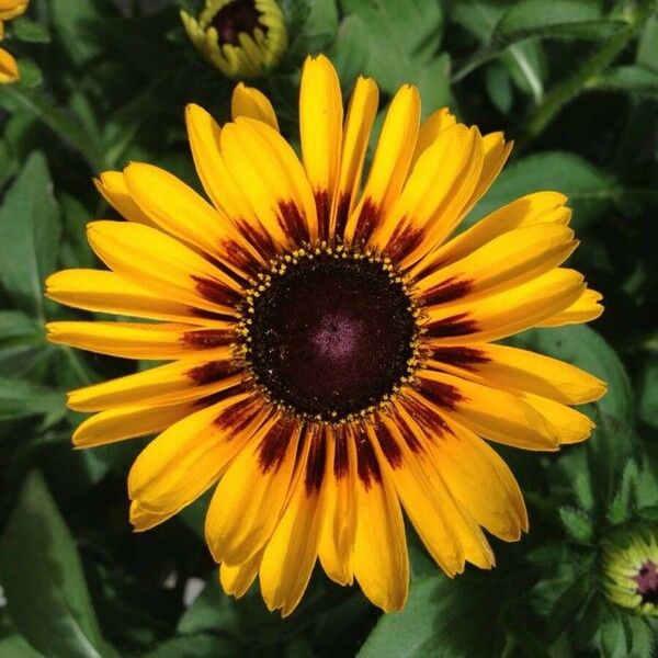 Rudbeckia hirta Fiore