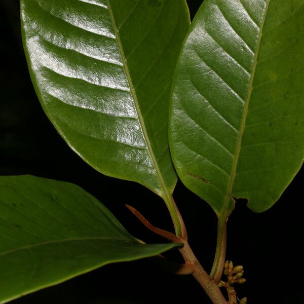 Otoba novogranatensis Leaf