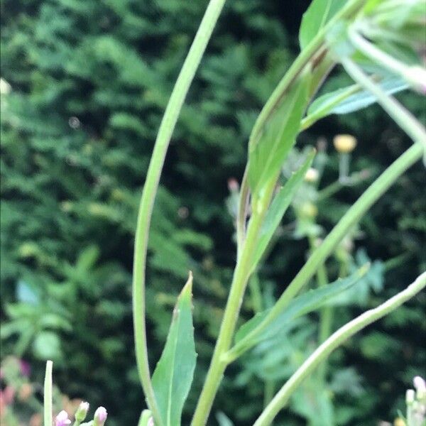 Epilobium montanum 果實