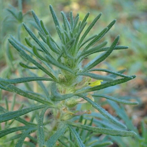 Ajuga chamaepitys Habitus