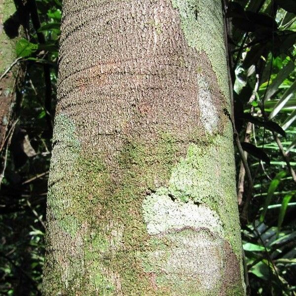 Couepia bracteosa Schors