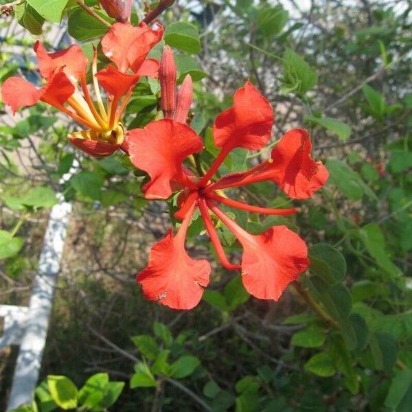 Bauhinia galpinii Flower