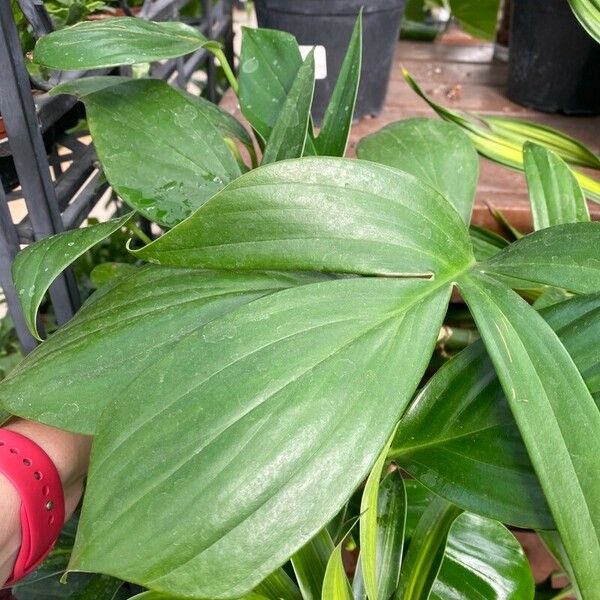 Monstera lechleriana Lapas