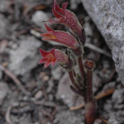 Orobanche fasciculata عادت