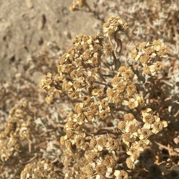 Achillea cretica Кветка