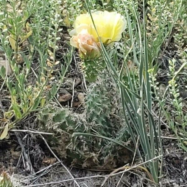 Opuntia polyacantha Цветок