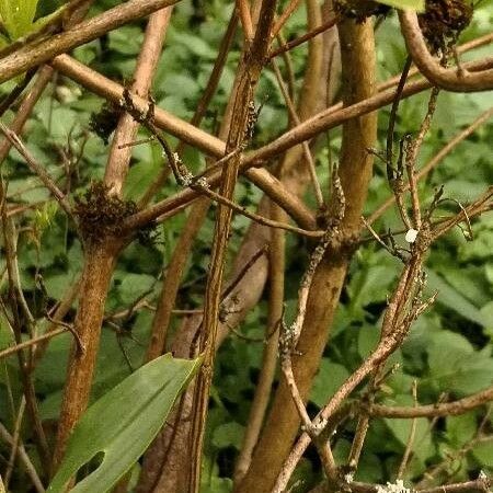 Rhododendron calendulaceum Bark