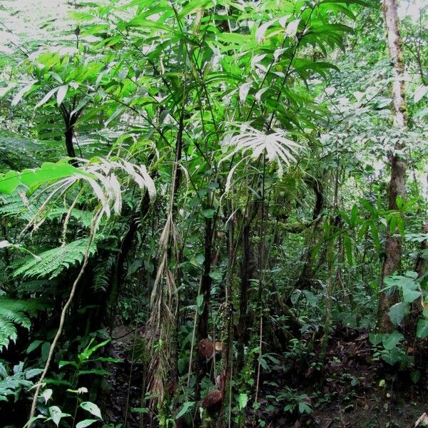 Bactris glandulosa