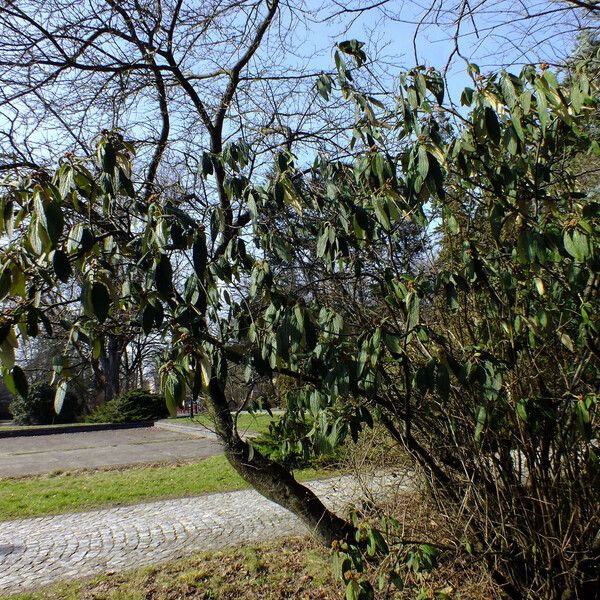 Viburnum rhytidophyllum ᱛᱟᱦᱮᱸ