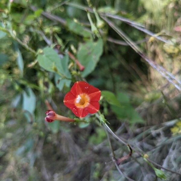 Ipomoea hederifolia പുഷ്പം