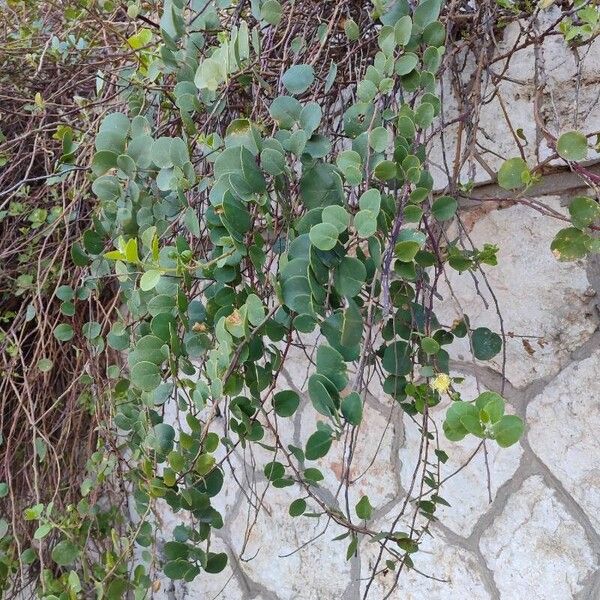 Capparis spinosa Leaf