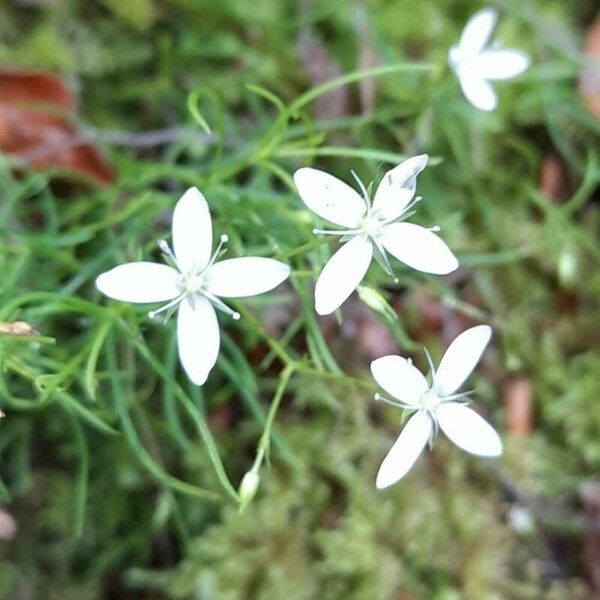 Moehringia muscosa Flower