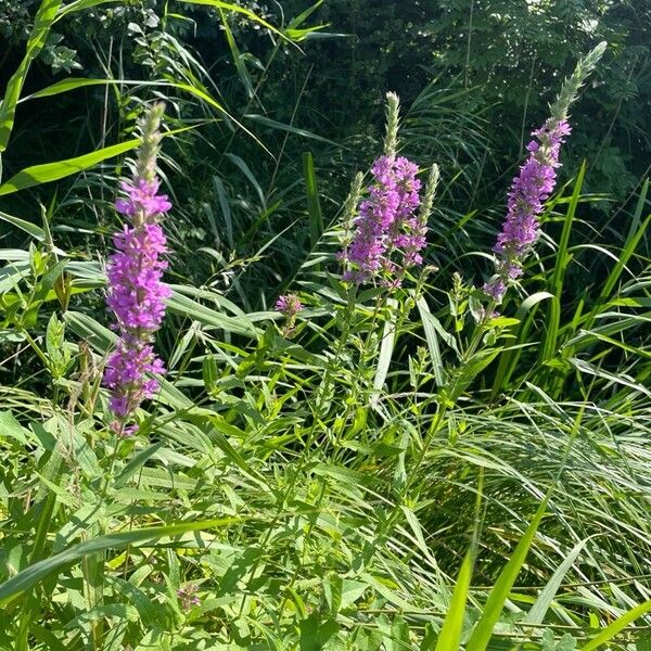 Lythrum virgatum Floare