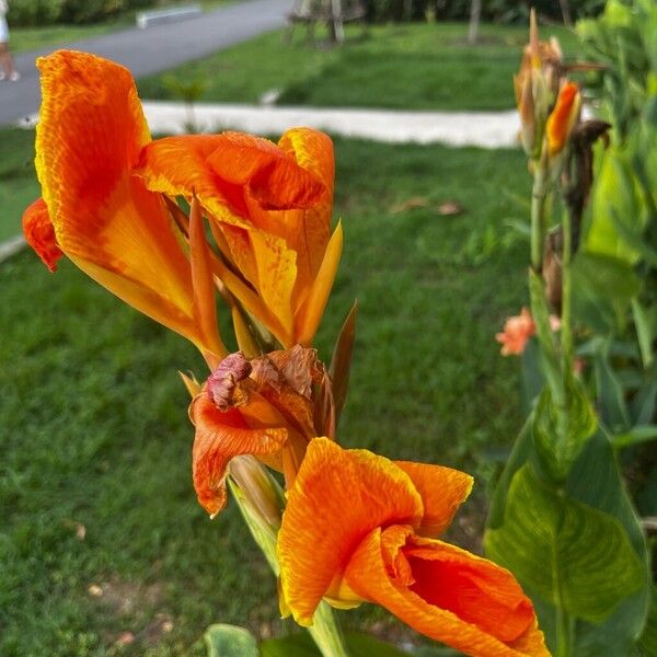 Canna flaccida Blomst