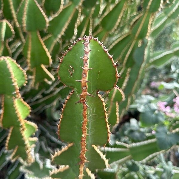 Euphorbia cooperi 叶