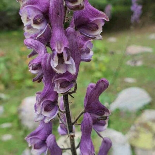 Aconitum leucostomum Flor