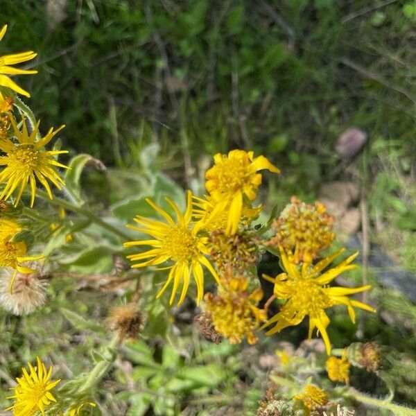 Heterotheca grandiflora Flower