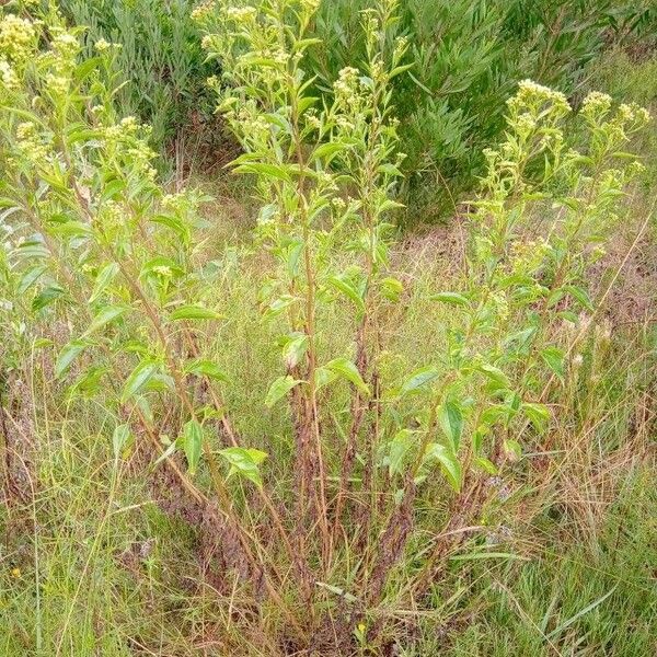 Baccharis punctulata عادت