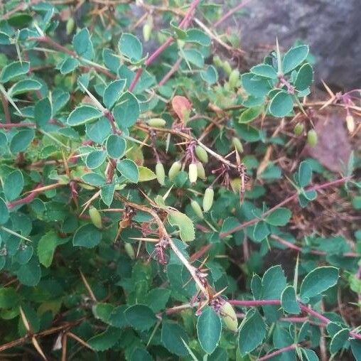 Berberis aetnensis Outro