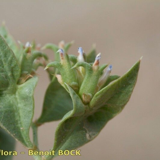 Limonium lobatum Fruit