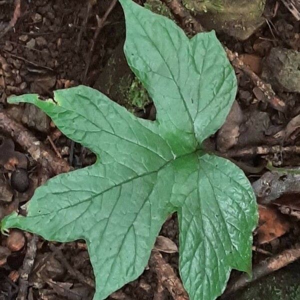 Dorstenia contrajerva Levél