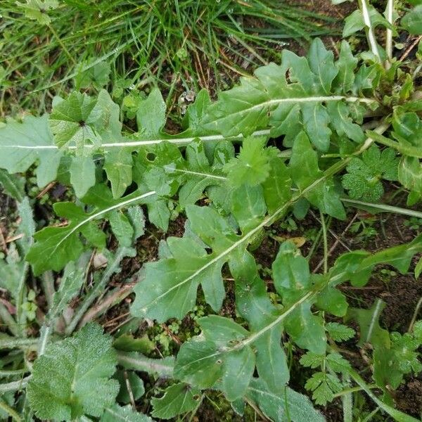 Eruca vesicaria Leaf