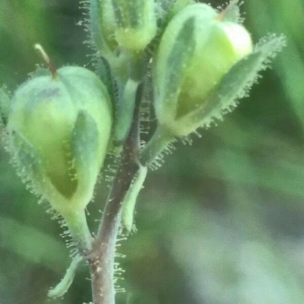 Linaria simplex Fruit