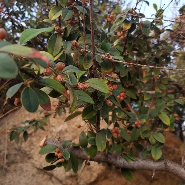 Cotoneaster pannosus ᱥᱟᱠᱟᱢ