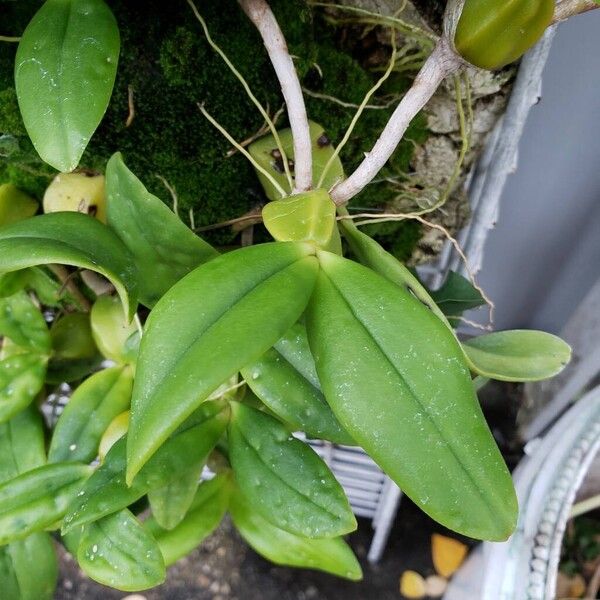 Bulbophyllum sandersonii 葉