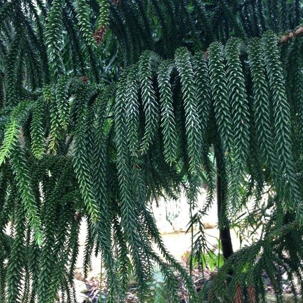 Araucaria laubenfelsii 整株植物