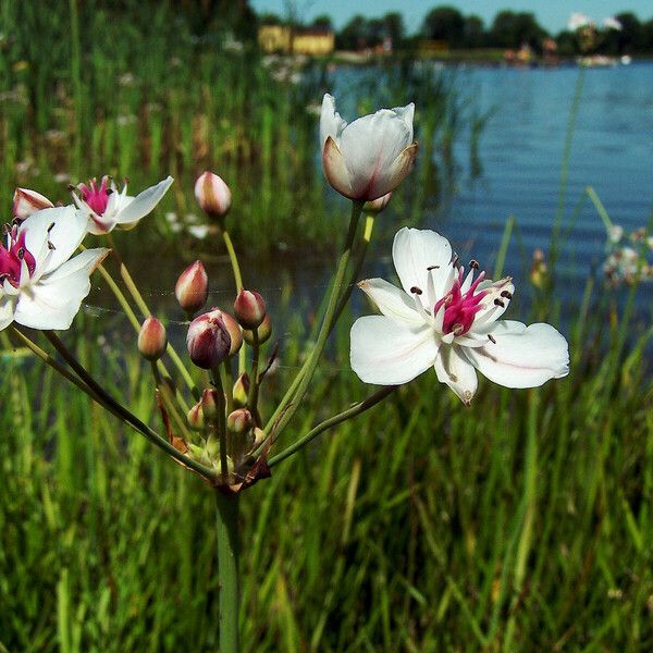 Butomus umbellatus Lorea