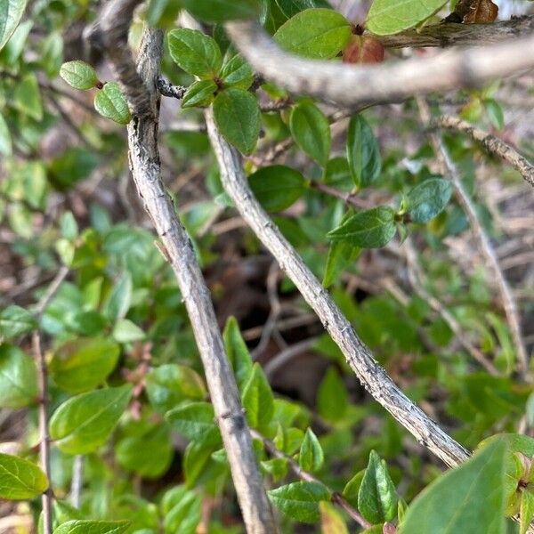 Abelia chinensis 樹皮