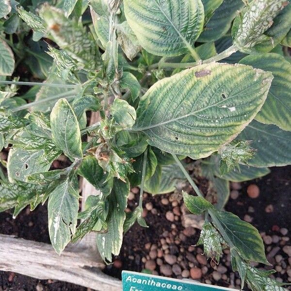 Eranthemum pulchellum Blatt