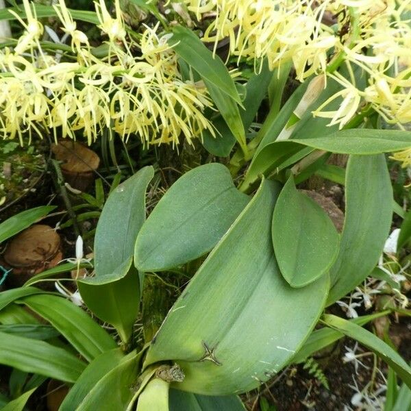 Dendrobium speciosum 葉