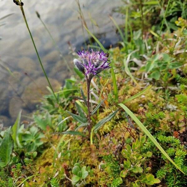 Saussurea alpina Flor