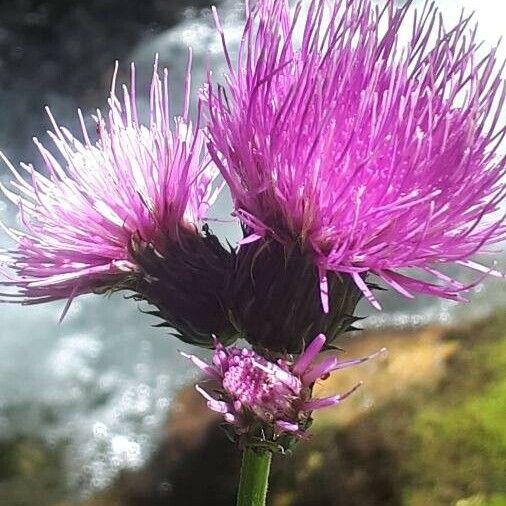 Cirsium rivulare Çiçek