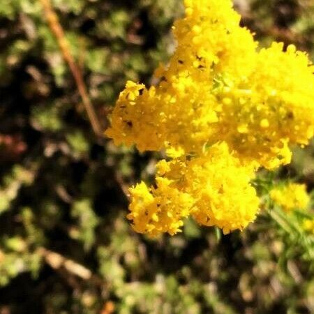 Achillea ageratum Žiedas