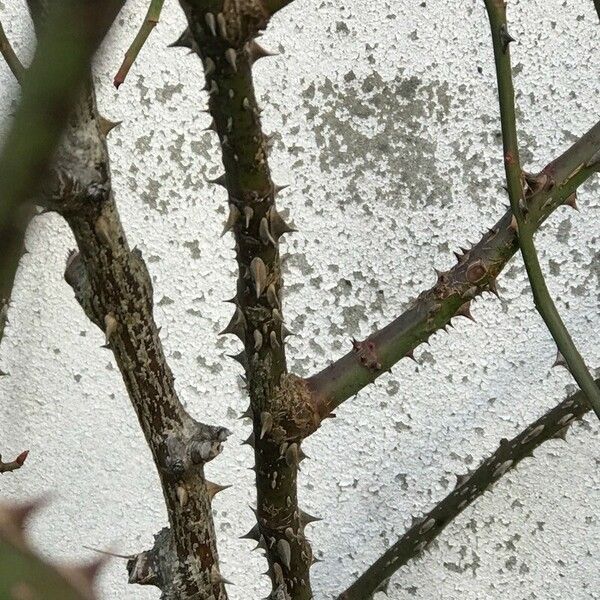 Rosa stylosa Bark