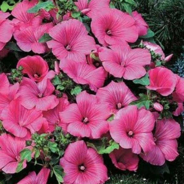 Lavatera trimestris Fiore