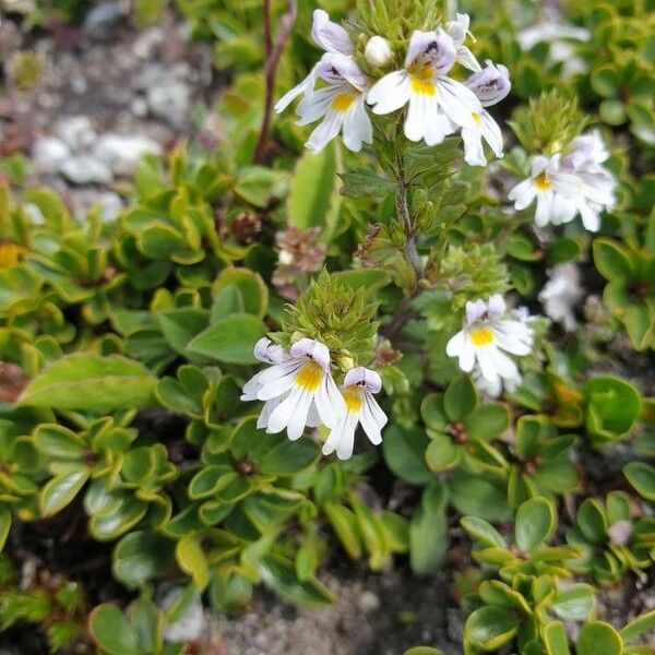 Euphrasia alpina Flower