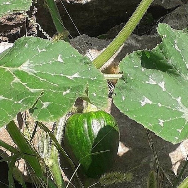 Cucurbita pepo Frucht